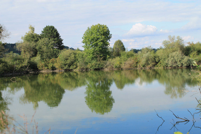 Rollweiher - Fischereiverein Wehringen